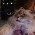 Have You Ever Been Threatened By A Cat No Well You Have Now Cat Gaming Streaming Streamer