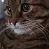Не по зубам Cat кот юмор котушка приколы цитаты