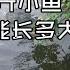 一亩鱼塘养300条鳜鱼 喂了100多斤小鱼 两个月后能长多大 钓鱼的乐趣只有钓鱼人懂