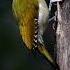 Birds Of Thailand Best Bird Songs Shorts Birds Nature