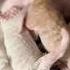 These Two Newborn Kittens Fight Over One Nursing Spot