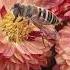 Honey Bee On A Chrysanthemum Morifolium Then Drops A Surprise Nature Unfiltered