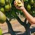 How To MILLIONS Tonts Of Avocado Harvested Processed Agriculture Technology