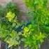 Tulsi Subscribe Me Trending Soniya Simar