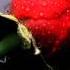 Immediate Music Serenata Immortale My Extended Version HD