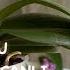 Try This Method For Your Orchid Let The Roots Be More VIVID And Shiny Fertilizer Orchid