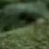 SF1 IDENT Wald