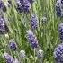 MUST SEE In California In Summer California Lavender Honey Farm Lavender Season Lavender Farm