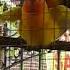 Ocehan Lovebird Birahi Pancingan Agar Lovebird Cepat Kawin