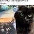 Cat Bites Vet Owner Makes Hilarious Apology Card That Goes Viral