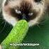 А можно ли кошкам есть овощи кот котики кошки
