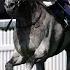 Superstar FIELD OF GOLD Destroys Them In St James S Palace Stakes At Royal Ascot