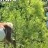 Watch Our Newborn Filly Run FREE Name Announcement