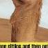 Camels Kings Of The Desert
