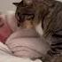 Кот Мася будит хозяйку Cat Masya Wakes Up The Hostess