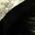 Edvin Marton Dark Angel