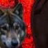 1 Girl 1 Wolf Viral Video Exposed Dark Web Truth Explained EDUCATIONAL PURPOSE
