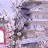 4K Japan Cherry Blossom Spots Sakura 日本の桜名所 絶景 京都 Kyoto 吉野山 弘前公園 上野公園 新宿御苑 姫路城 千鳥ヶ淵 花見 満開 観光 旅行