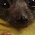 Baby Bat Burritos