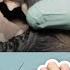 Veterinary Dentistry Nerve Blocks For Oral Surgery For Dogs And Cats