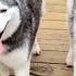 Our Husky Was SO BRAVE On This Bridge