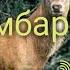 Киссаи оху бо Паёмбари нозанинамон