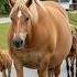 Horse Sound Biggest Horse Ever You Won T Believe What Sound It Made Neighed Horse Horse