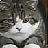 I Am Maru я кот Мару