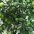 Limon Ko Chatlari12 10 2024 Fruit Limon Lemon Issiqxona Uzbekistan Xorazm Xiva Qulupnay
