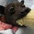 This Bat Eating A Banana Is Too Adorable