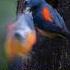 Birds Of Thailand The Orange Bellied Flowerpecker Dicaeum Trigonostigma Birds Nature
