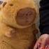 Happy Birthday Cute Capybara Funnyanimals Healing