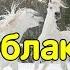 Облака белогривые лошадки Песня из мультфильма Трям Здравствуйте