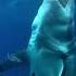 Ripple Effect Great White At Gudalupe Island Mexico Under Sea Status Shark