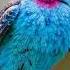 Cool Spangled Cotinga Cotinga Cayana
