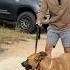 Train Your Dog Hold Back On Leash With This One Trick