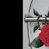 Guns N Roses Full Album The Best Songs Of Guns N Roses