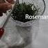 How To Make Rosemary Oil The Quick And Easy Way Shorts Rosemary Rosemaryoil