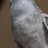 Laughing Kookaburra Call