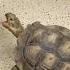 Ll ANGRY TURTLE Ll SUBSCRIBE FOR MORE Ll SHORT SHORTVIDEO