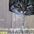 котэйка друзья яваснезвалидитенахуй явас Shorts бухлотв кот коробка домашниеживотные дом