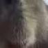 Ok I Pull Up Capybara