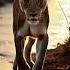 The King The Queen And The Cub A Wild Family Bond