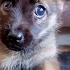 Abandoned Blind Puppy Reunites With Her Sister The Dodo
