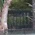 Jeffrey The Giraffe Moved From Natural Bridge Zoo 3 More Giraffes To Be Transported