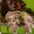 Spider With Three Super Powers The Hunt BBC Earth