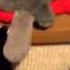 Cat Grabs Toy