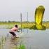 Kuchuri Babur Digit Snake Aya Bachalo Data Ji Hara Hara Shambhu
