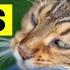 What Does It Mean When A Cat RUBS AGAINST YOU