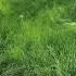 His Mother Passed Away Now The Lawn Tells The Story